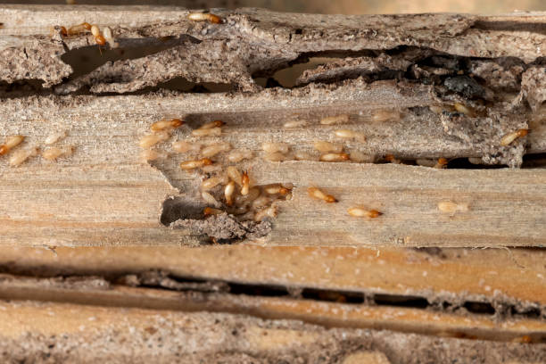 Best Spider Control Near Me  in Utica, OH